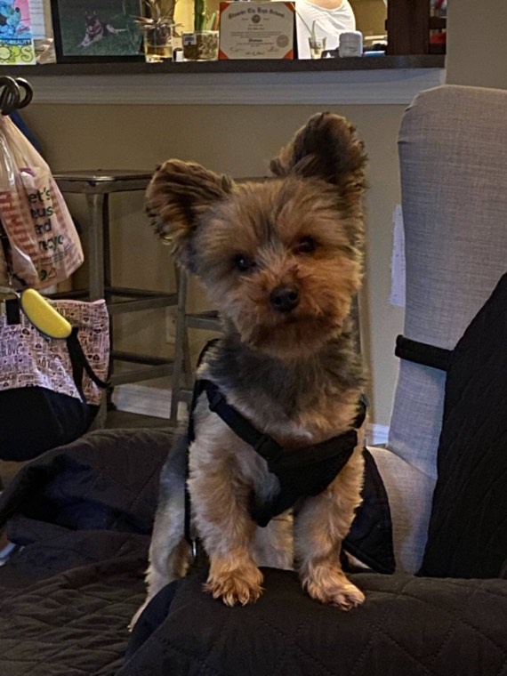 Erik's brown Yorkie rescue